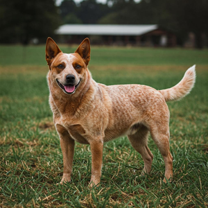 The image shows a red speckled Australian Stumpy Tail Cattle Dog in a rural setting with a farm in the background. The photograph highlights its muscular build, short and dense coat, erect ears, and short tail.