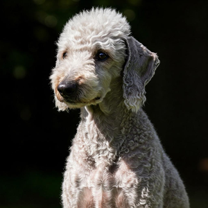 A high-quality, close-up image of a Bedlington Terrier posed to emphasize its breed characteristics