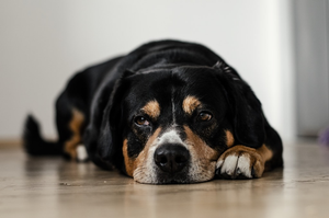 A side profile of an Entlebuch Cattle Dog.