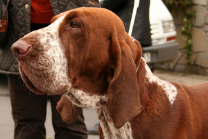 Bracco Italiano