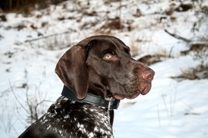 German Pointer