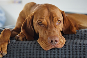 Hungarian Pointer