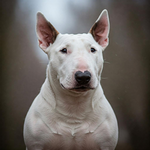 A white Bull Terrier with a distinctive egg-shaped head lies down on a wooden floor, looking directly forward with a calm expression.