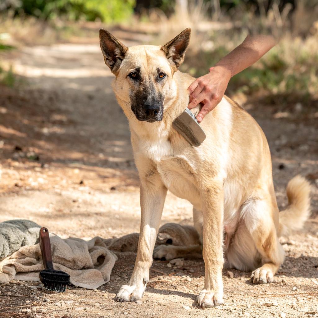 A Canaan Dog with a double coat, typically short and straight, often seen in shades of sand, red-brown, black, or white, or patched.