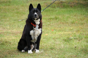 Karelian Beardog