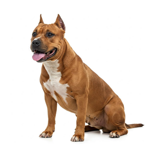 The photograph showcases the dog's powerful physique and strong build in a classic, timeless style.