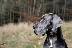 German Great Dane