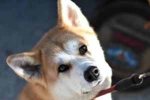 Akita Inu