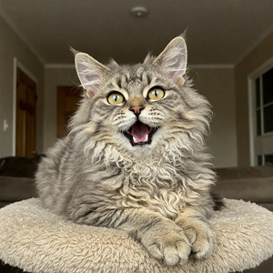 Selkirk Rex cat with distinctive curly coat and playful expression sitting in cozy indoor environment