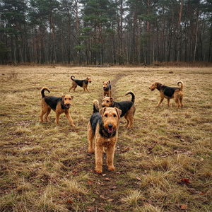 A group of Airedale Terriers explores a wild setting, showcasing their natural instincts.