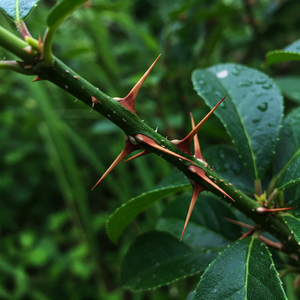Close-up of a plant with thorns on its branches, showcasing the natural defense mechanism against herbivores