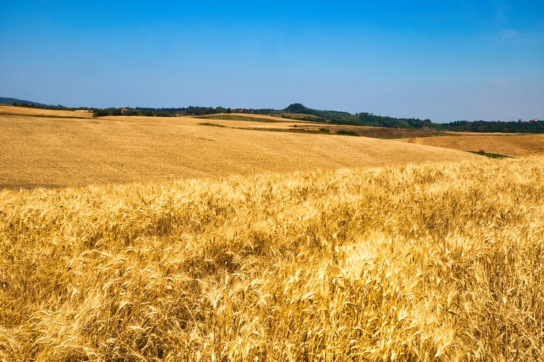 Tuscan panorama of ripe wheat harvest.