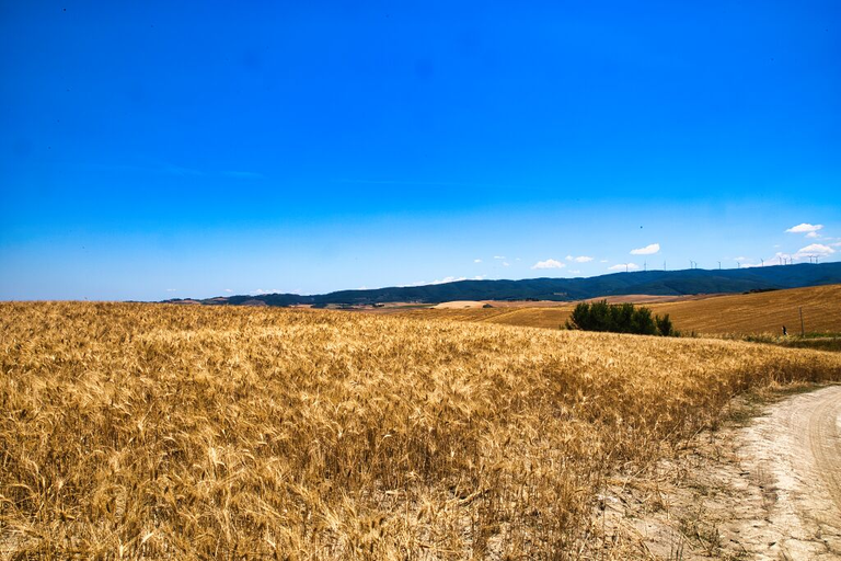 Tuscan countryside reflecting the golden light of a bountiful harvest. 