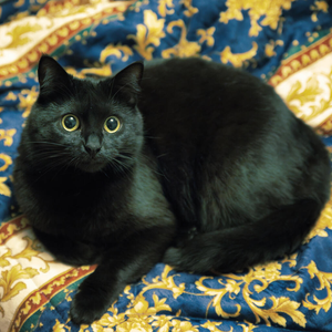 Cettina the cat's day: sleeping, playing, and purring.