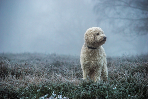 A portrait of a Goldendoodle dog.