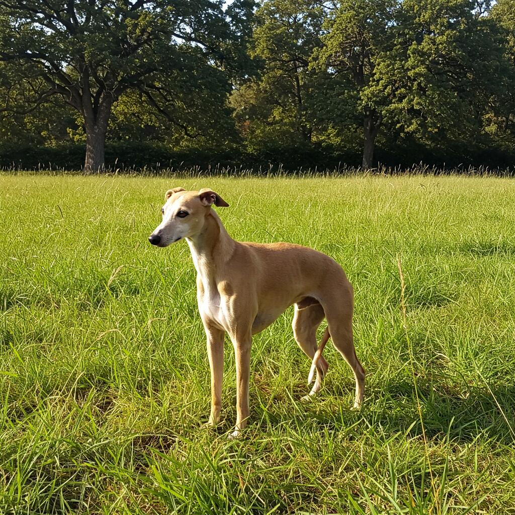 Whippet dog standing proudly, showcasing its slim build, elegant appearance, and calm demeanor in a natural outdoor setting.