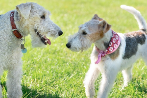 Fox Terrier