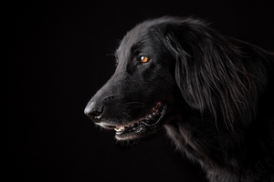 Flat Coated Retriever