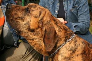 Fila Brasileiro