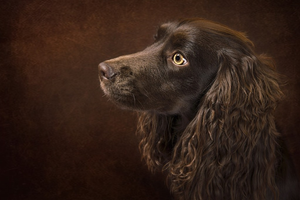 Field Spaniel