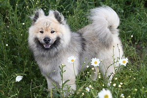 A portrait of an Eurasier dog.