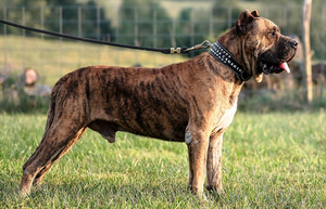 A side profile of a Dogo Canario dog.