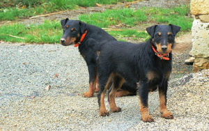 Jagd Terrier