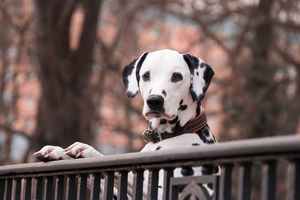 A full-body shot of a Dalmatian dog.