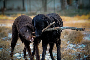 Curly Coated Retriever