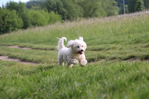 Coton de Tuléar
