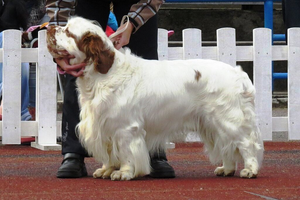 Clumber Spaniel
