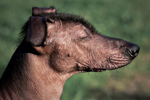 Xoloitzcuintle