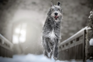 Irish Wolfhound
