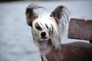 A close-up of a Chinese Crested Dog.