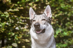 A side profile of a Czechoslovakian Wolfdog.