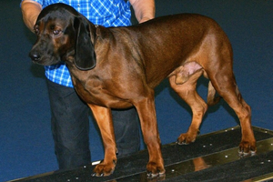 Bavarian Mountain Hound