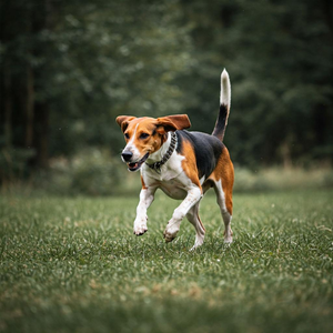 The photograph highlights the Foxhound's natural elegance and speed, embodying the breed's hunting heritage and unwavering energy.